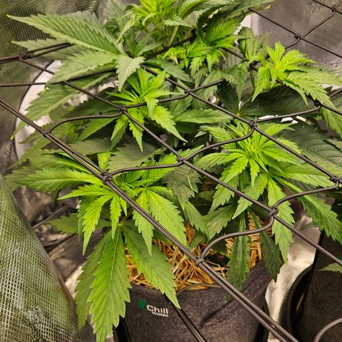 Tangie #2 growlog timeline photo