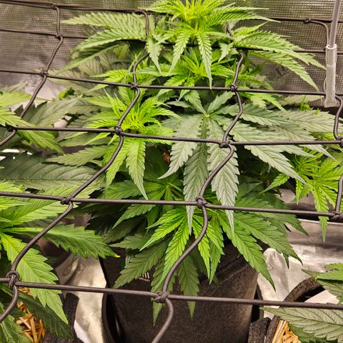 Tangie #3 growlog timeline photo