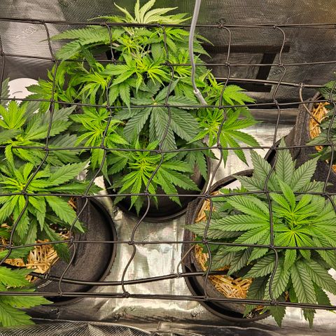 Tangie #2 growlog timeline photo