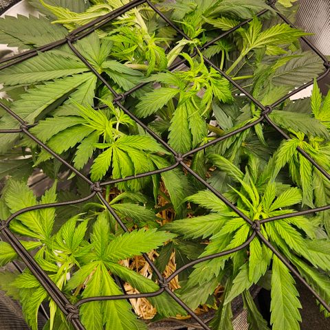 Tangie #2 growlog timeline photo