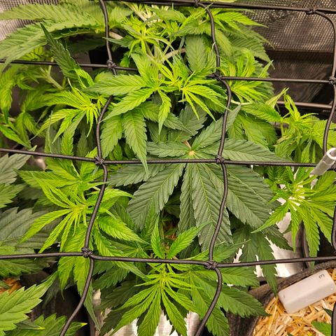 Tangie #3 growlog timeline photo