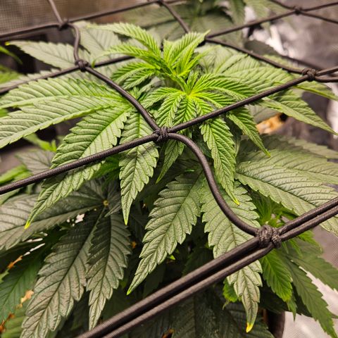 Mimosa #1 growlog timeline photo