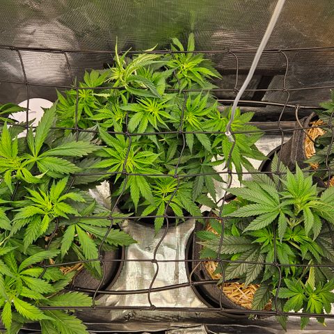 Tangie #2 growlog timeline photo