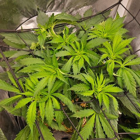 Tangie #2 growlog timeline photo