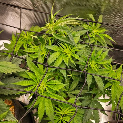 Tangie #3 growlog timeline photo