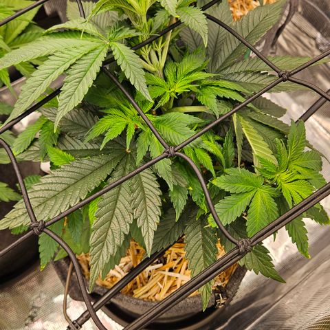 Mimosa #1 growlog timeline photo