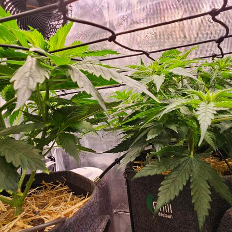 Tangie #2 growlog timeline photo