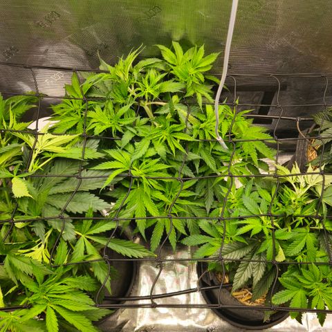 Tangie #2 growlog timeline photo