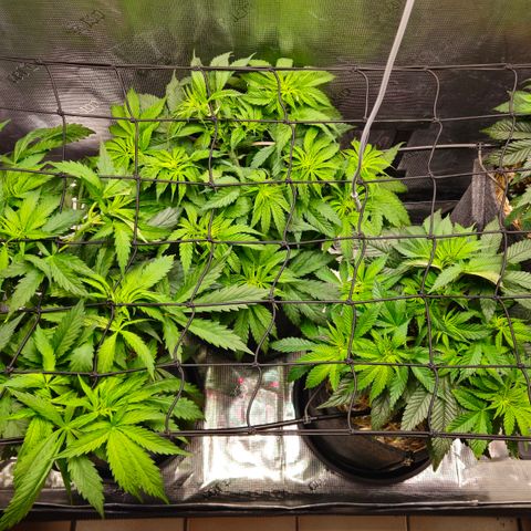 Tangie #2 growlog timeline photo