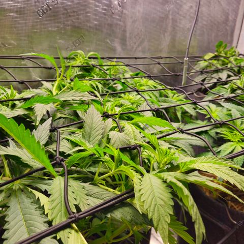 Tangie #2 growlog timeline photo