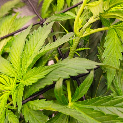 Tangie #2 growlog timeline photo