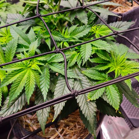 Mimosa #1 growlog timeline photo