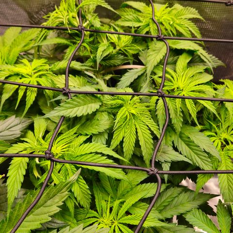 Tangie #3 growlog timeline photo