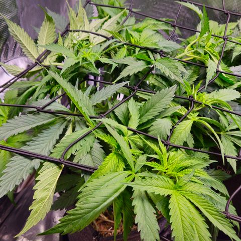 Tangie #2 growlog timeline photo