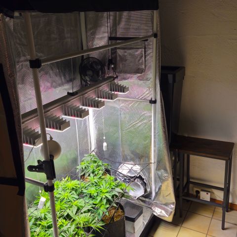 Tangie #2 growlog timeline photo