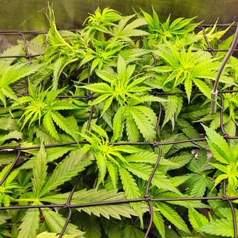 Tangie #3 growlog timeline photo