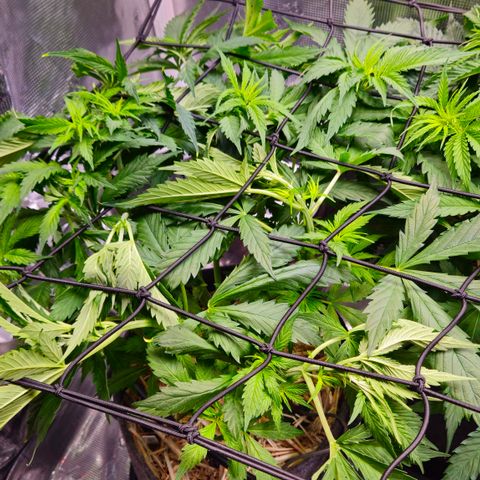 Tangie #2 growlog timeline photo