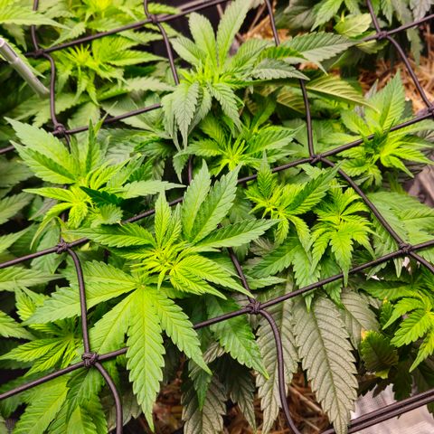 Mimosa #1 growlog timeline photo