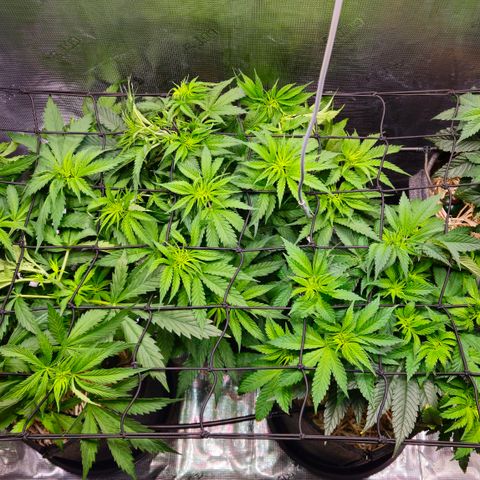 Tangie #2 growlog timeline photo