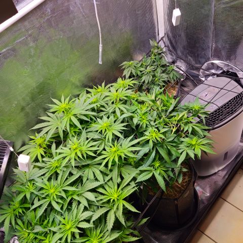 Tangie #2 growlog timeline photo