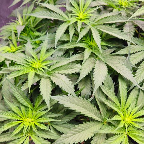 Tangie #2 growlog timeline photo