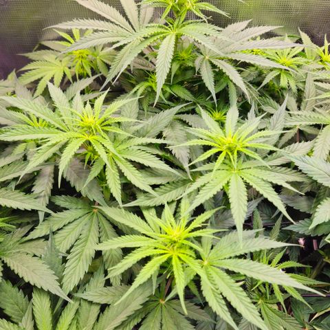 Tangie #3 growlog timeline photo