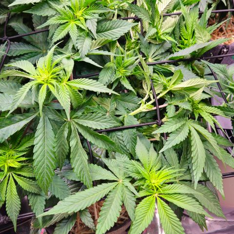 Mimosa #1 growlog timeline photo