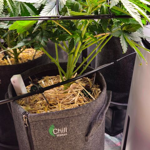 Mimosa #1 growlog timeline photo