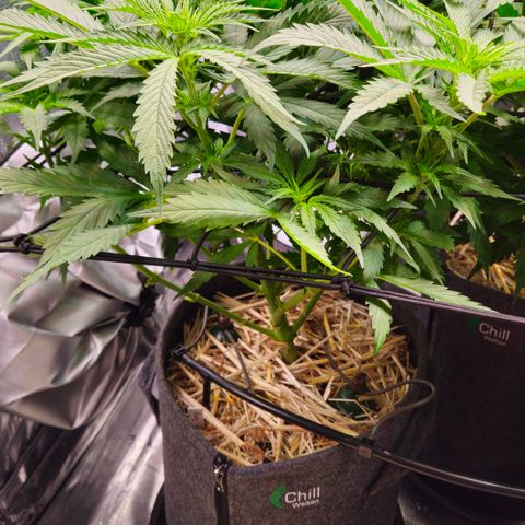Tangie #2 growlog timeline photo