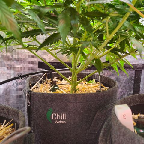 Tangie #3 growlog timeline photo