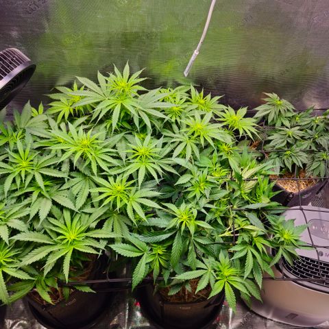 Tangie #2 growlog timeline photo
