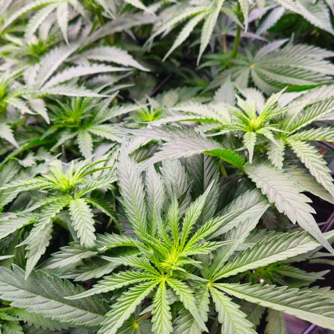 Tangie #2 growlog timeline photo