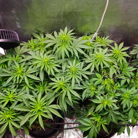 Tangie #2 growlog timeline photo