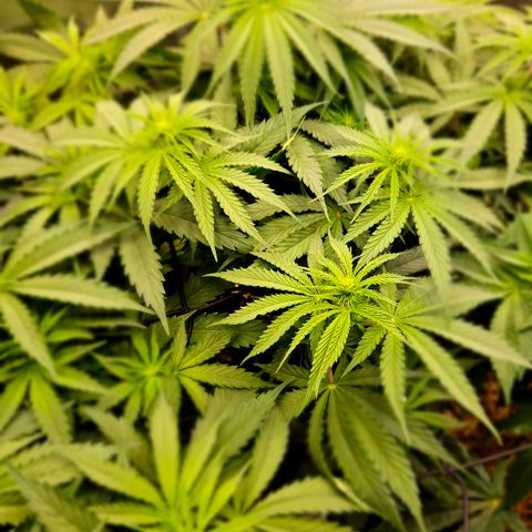 Tangie #3 growlog timeline photo