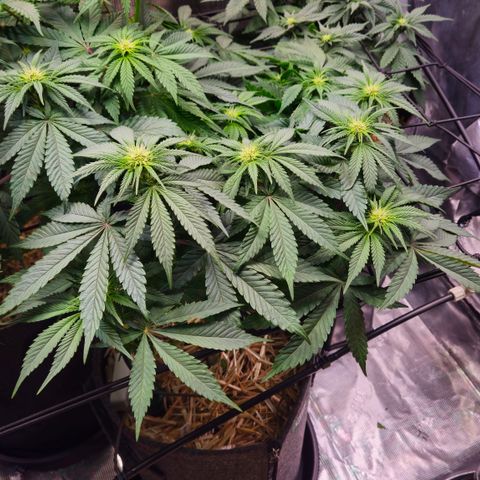 Mimosa #1 growlog timeline photo