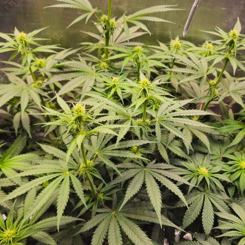 Tangie #3 growlog timeline photo