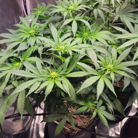 Tangie #2 growlog timeline photo