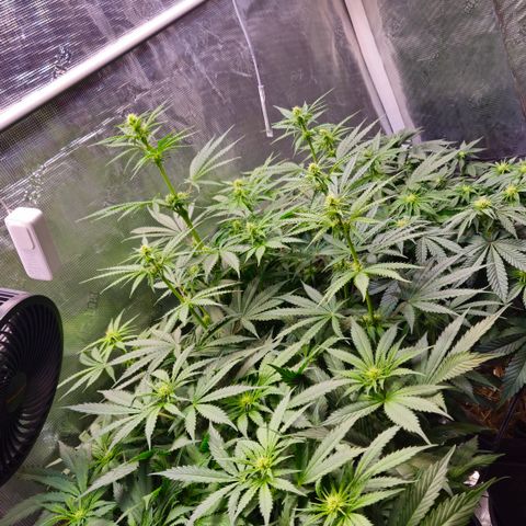 Tangie #2 growlog timeline photo