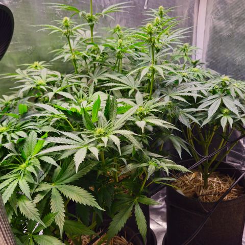 Tangie #2 growlog timeline photo