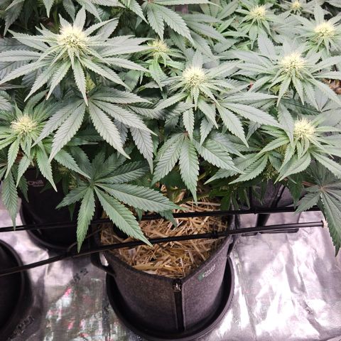Mimosa #1 growlog timeline photo