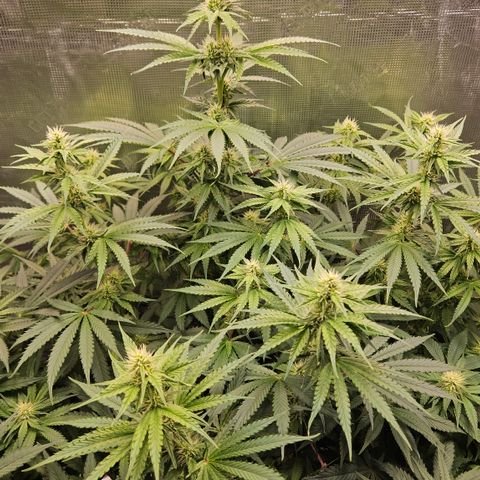 Tangie #3 growlog timeline photo