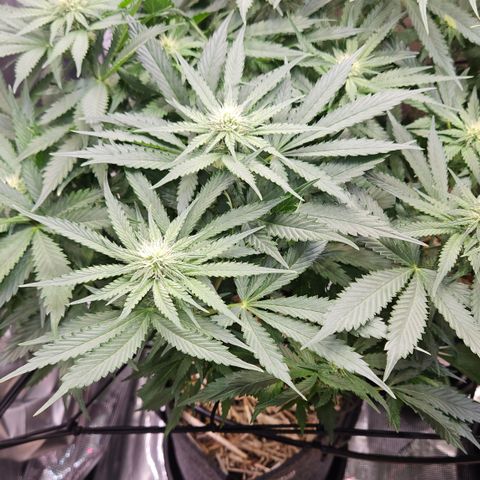 Tangie #2 growlog timeline photo