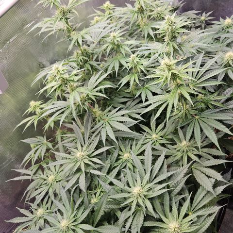 Tangie #2 growlog timeline photo