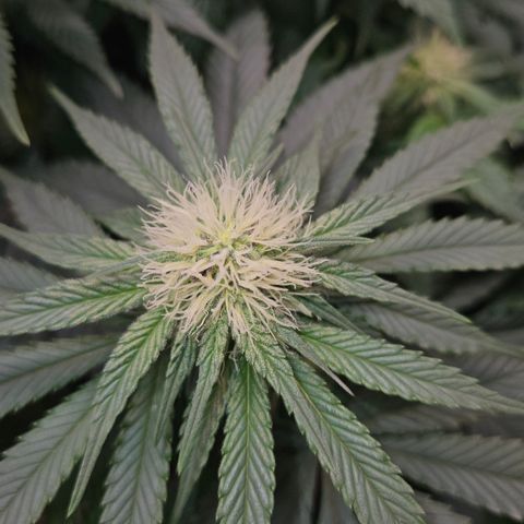 Mimosa #1 growlog timeline photo