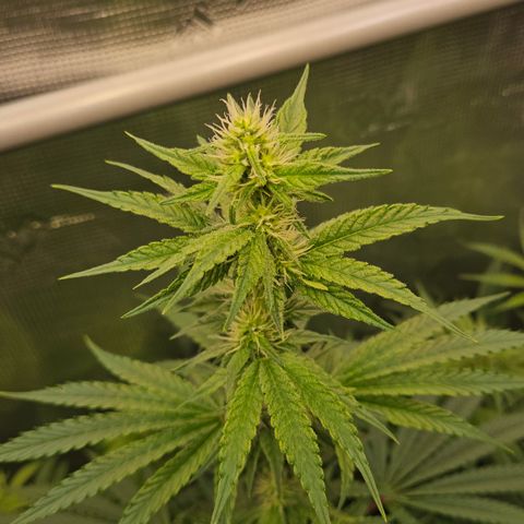 Tangie #3 growlog timeline photo