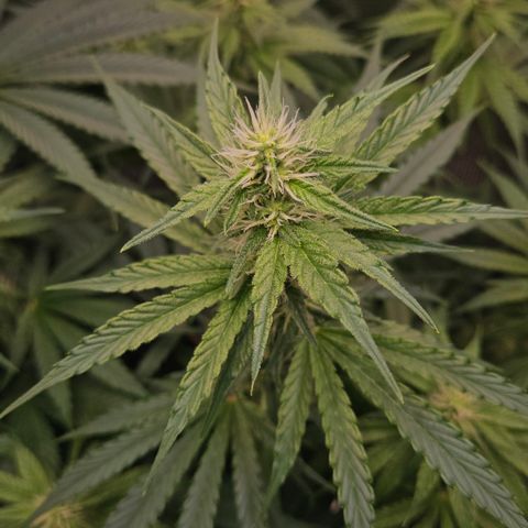Tangie #3 growlog timeline photo