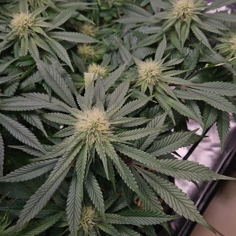 Mimosa #1 growlog timeline photo