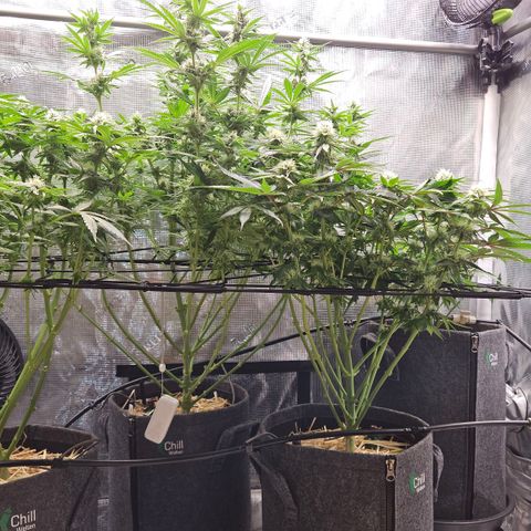Tangie #2 growlog photo: Nochmals entlaubt und lollipopp Buds entfernt.