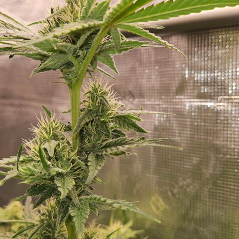 Tangie #3 growlog timeline photo