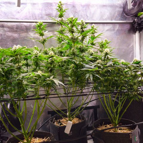 Tangie #2 growlog photo: Nochmals entlaubt und lollipopp Buds entfernt.